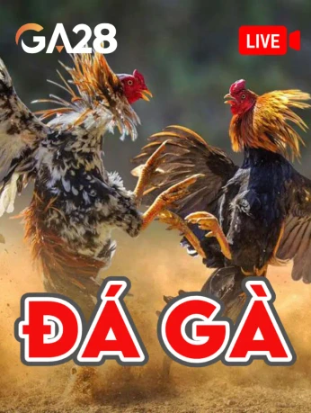 MBET Đá Gà Livestream